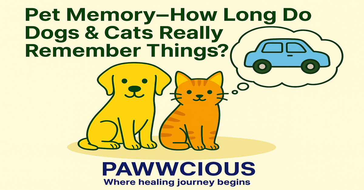 Curious if your pet remembers? Explore science behind dog & cat memory with Pawwcious®.