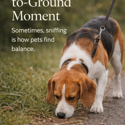 Sometimes, sniffing is how pets find balance.