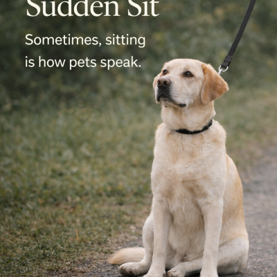 Sometimes, sitting is how pets speak.